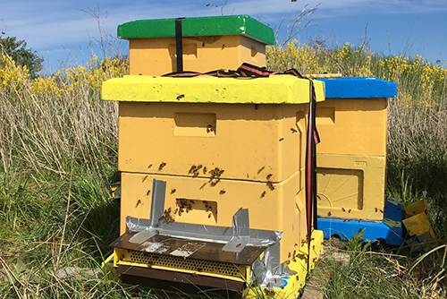 Foto på bikupor med pollenfällor monterade vid ingångarna