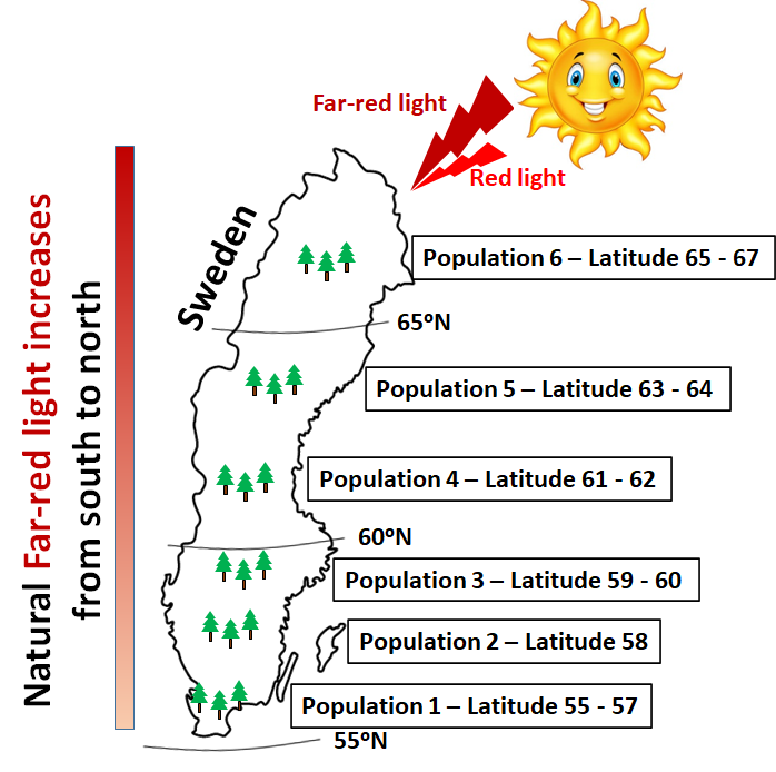 Light quality differs between Northern and Southern Sweden because the amount of far-red (FR) light increases towards the north reducing the ratio between red and far-red light. Photoreceptors sense light quality and researchers have now discovered that the photoreceptor genes of Norway spruce vary across populations from different latitudes across Sweden, revealing local adaptations to different light conditions (illustration: Sonali Ranade).