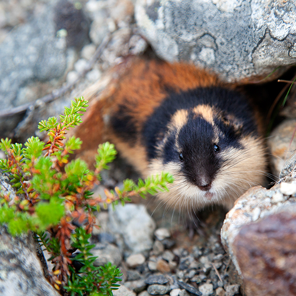 A Norway lemming among rocks looks into the camera. Photo.