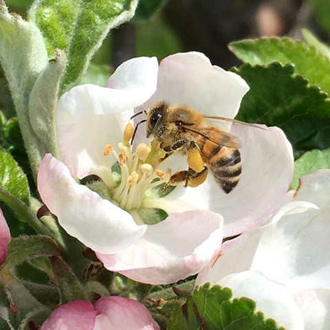 Foto på honungsbi som samlar pollen och nektar från en äppelblomma