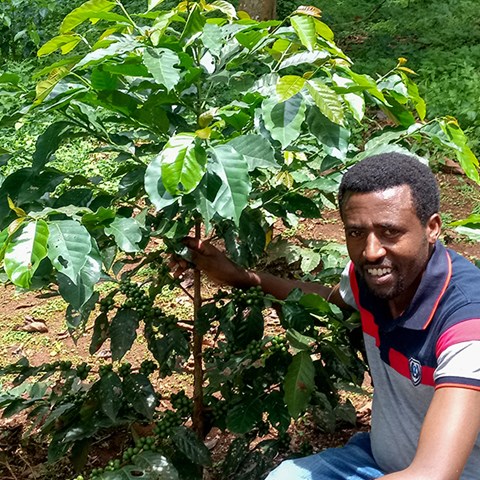 Foto på doktoranden Afrasa Mulatu vid en kaffeplanta 