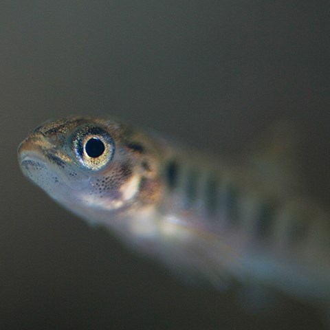 Photo of young trout