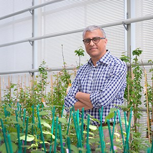 Porträtt av Rishikesh Bhalearo stående i ett av växthusen på Umeå Plant Science Centre med hybridaspväxter framför och bakom honom