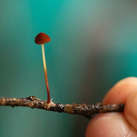 Foto på liten svamp