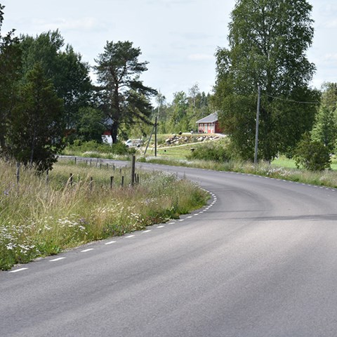 Foto på blomrika vägrenar