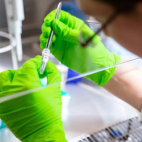 A person in green gloves is holding a pipette and pipetting a solution into a tube under laboratory conditions.