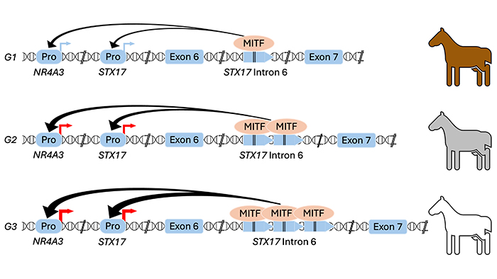 Schematisk beskrivning av genvarianter.