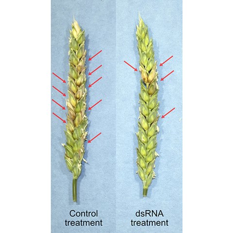 Photo showing Fusarium head blight on treated and untreated wheat spikes