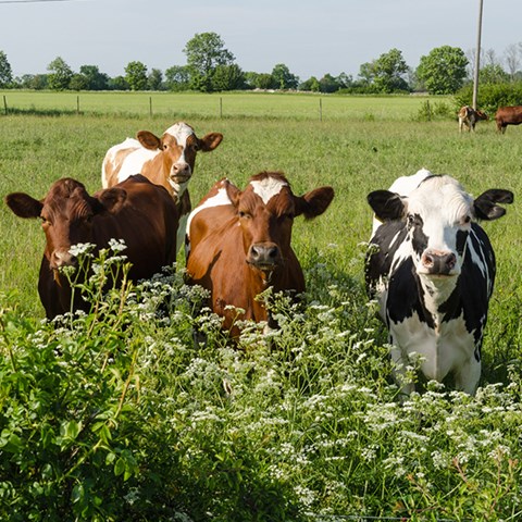 Foto på nötkreatur på bete