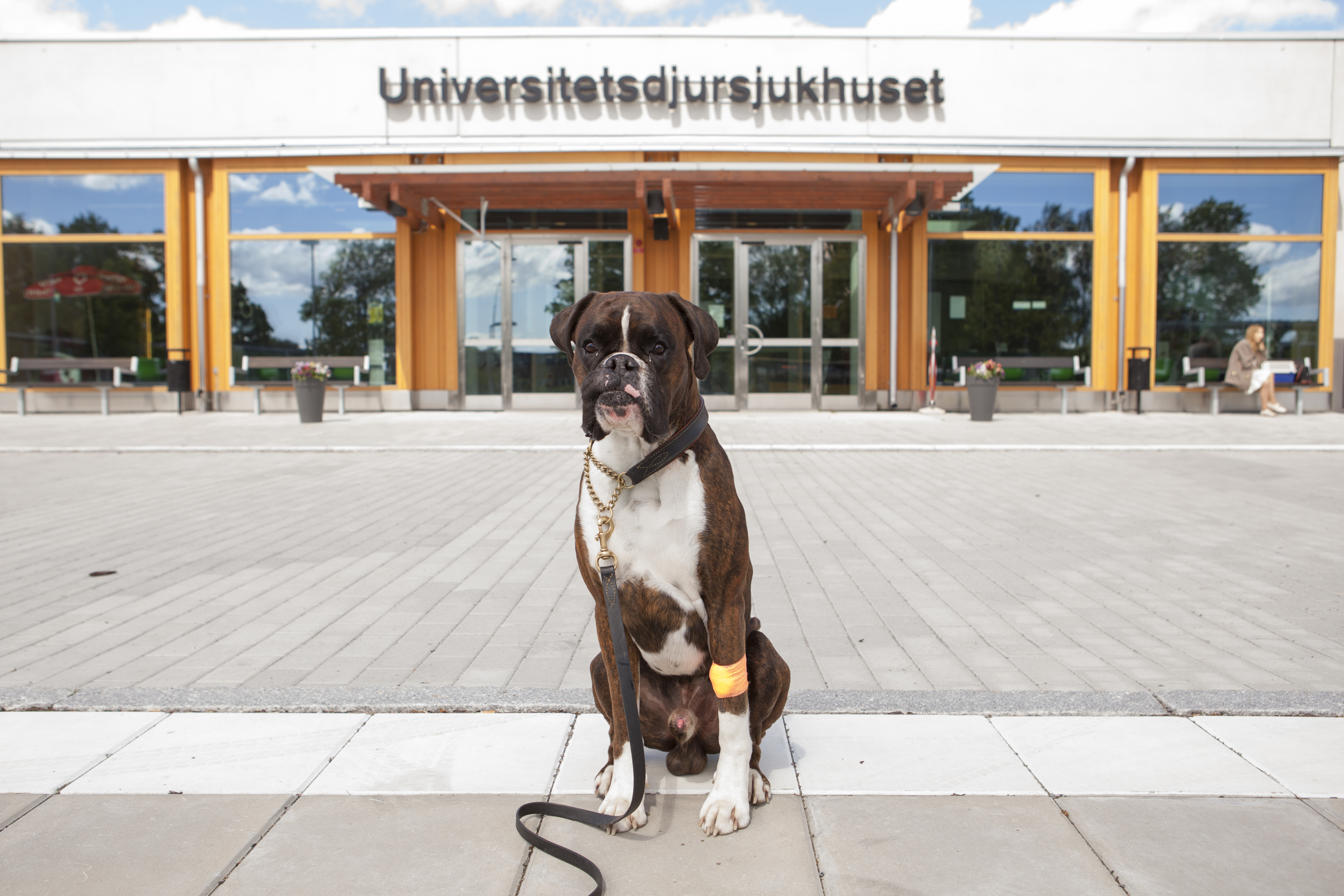 Hund utanför UDS