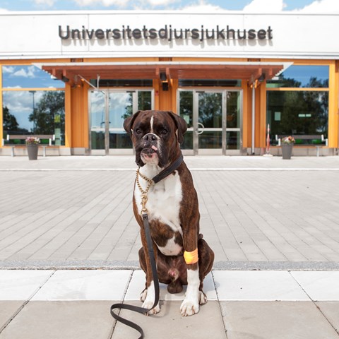 Hund utanför UDS