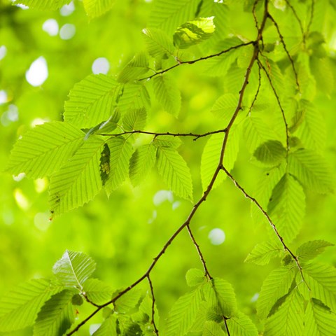 Närbild på gröna löv. Foto.