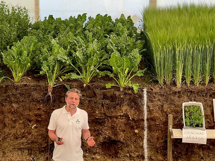 En tvärsnittsbild av jordlager med en person framför och olika växtstadier som växer i jorden, med en vit mätsticka för skala och en skylt till höger.