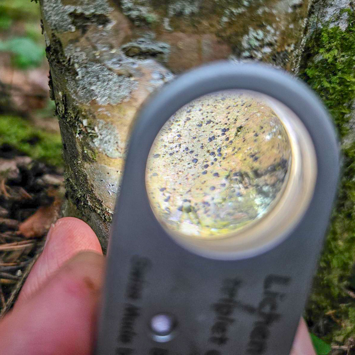 Tittar på träd med förstoringsglas.