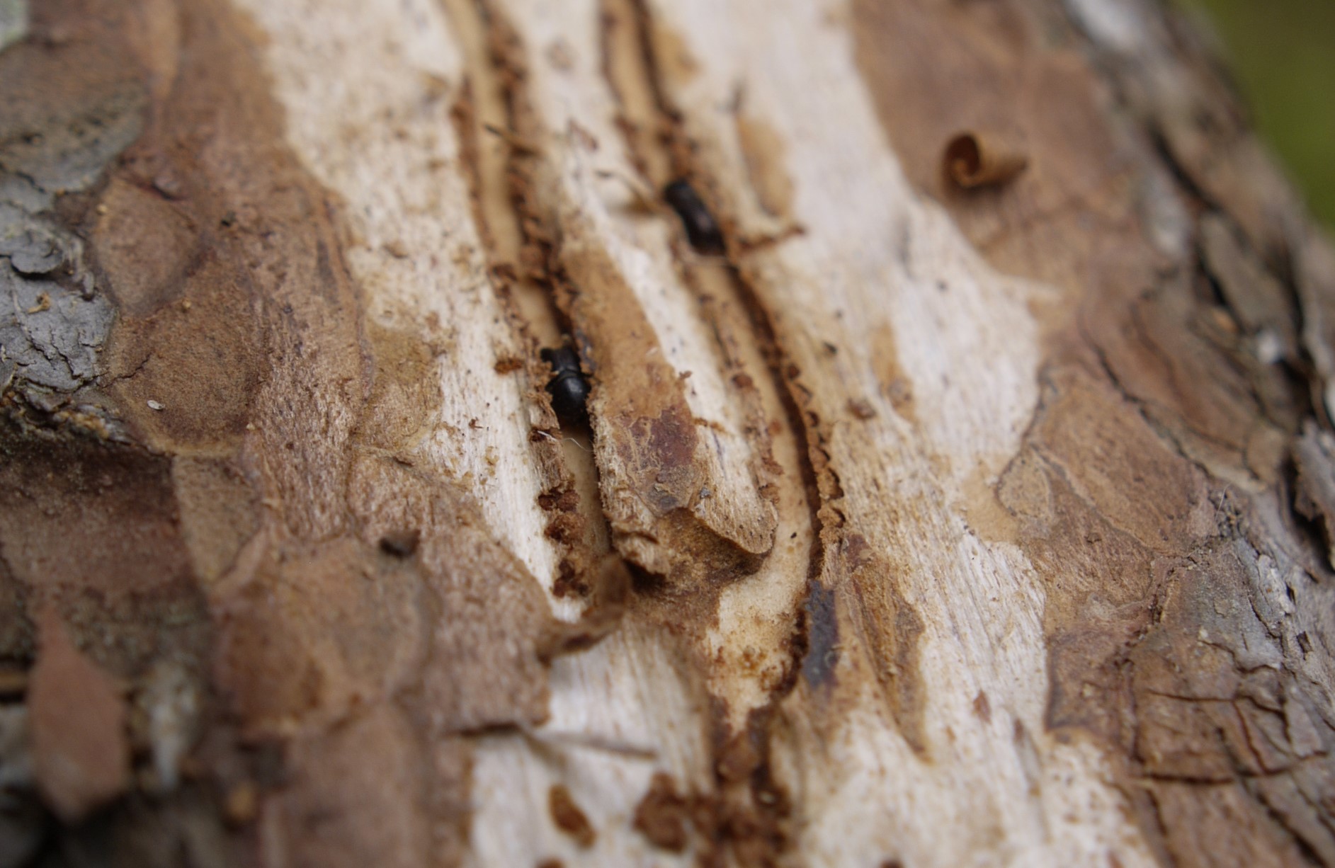 Gångsystem av granbarkborre (Ips typographus)