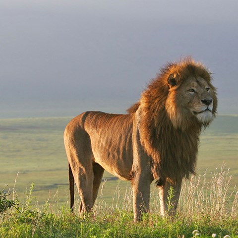 Lion
