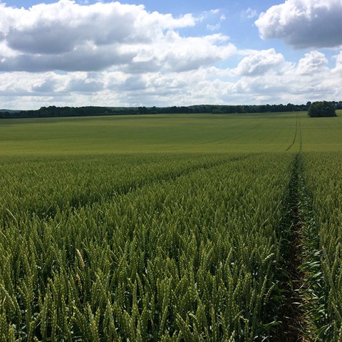 Åker med höstvete. Foto.