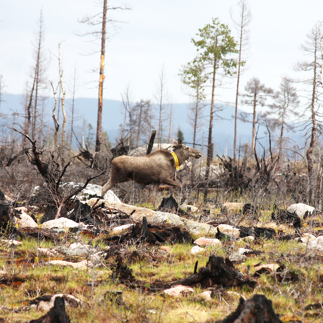 En älgko springer i en skog som har brunnit. Foto. 
