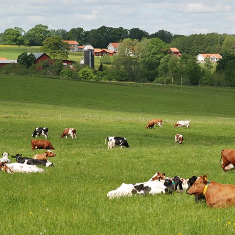 Foto på kor på bete