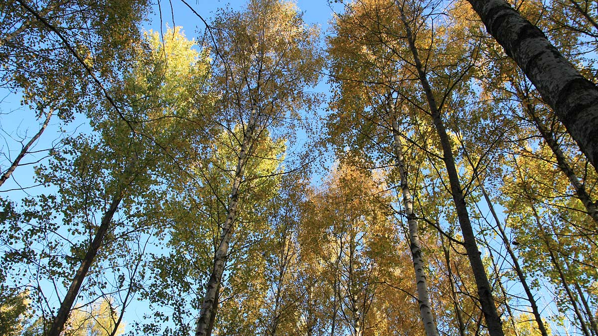 Träd mot en blå himmel i Krusenberg