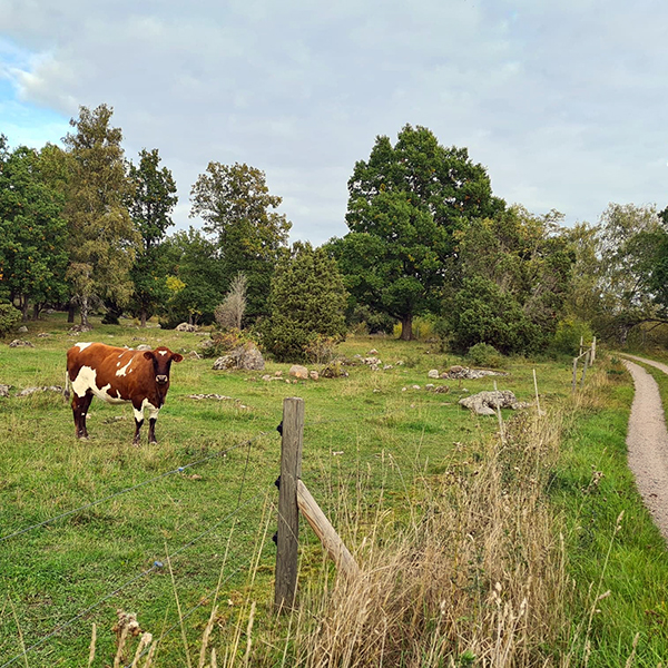 Foto på kviga på naturbete på Lövsta