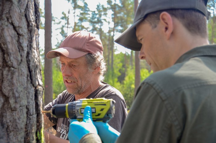 Mats Jonsell (till vänster) och Audrius Menkis borrar hål i tallen och stoppar in trädpluggar med svampen Ophiostoma minus.