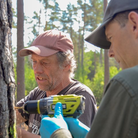 Mats Jonsell och Audrius Menkis borrar hål i tallarna och för in svampen Ophiostoma minus för att se hur den hanterar mötet med ett friskt träd. Foto: Niklas Storm / SLU