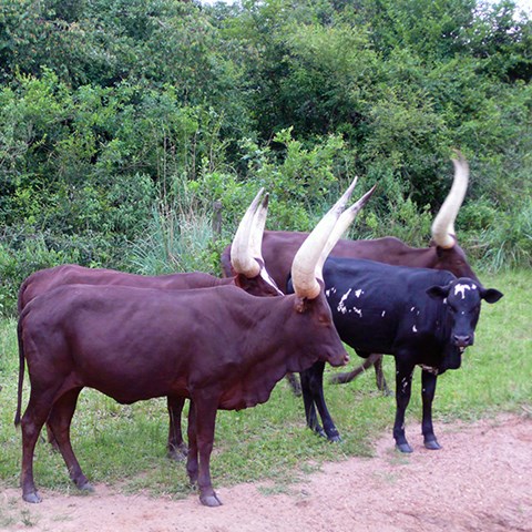 Foto på Ankole-kor.