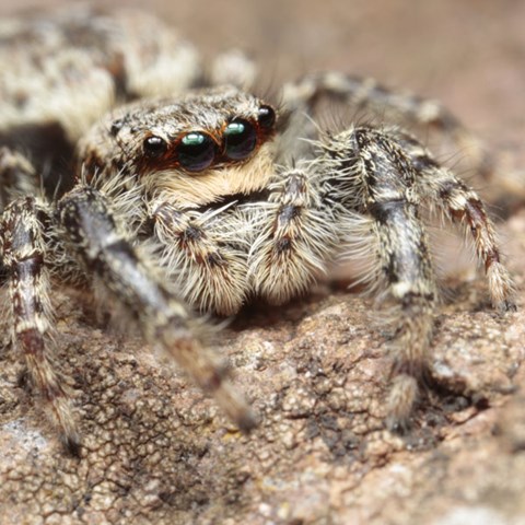 Bild på murhoppspindeln.