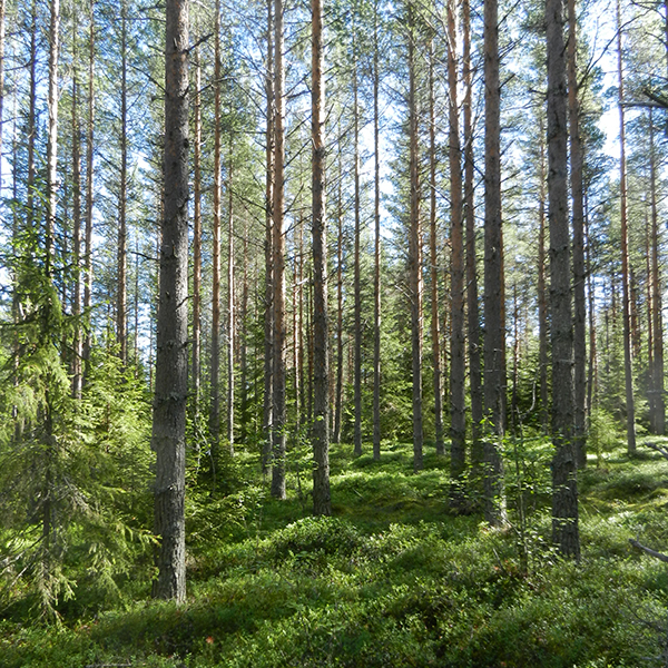 Foto på tallskog i Norrliden