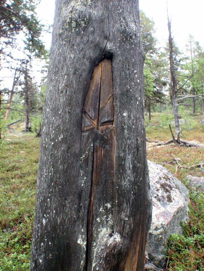 Kryssmärkt träd som avgränsar toppen av berget Kallakavaara