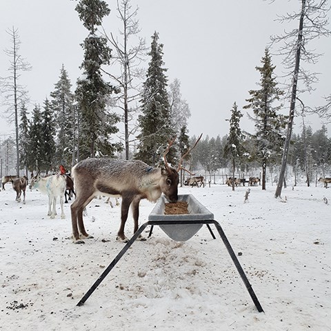 Foto på utfodring av renar i hägn