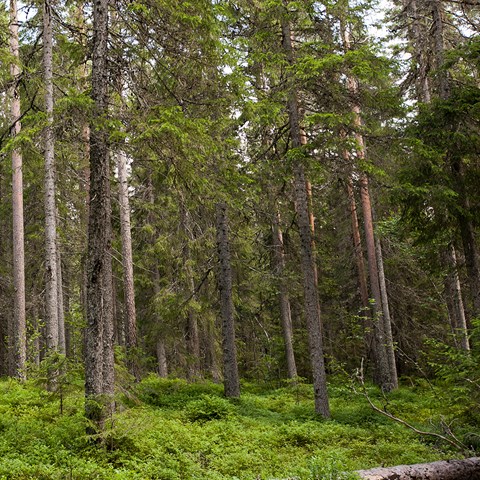 Skog. Foto.