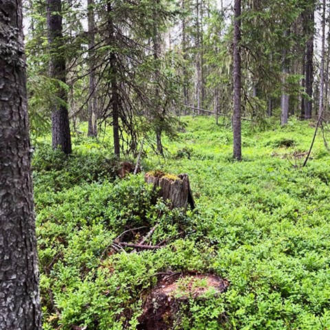 Forest with trees of different ages. Photo.