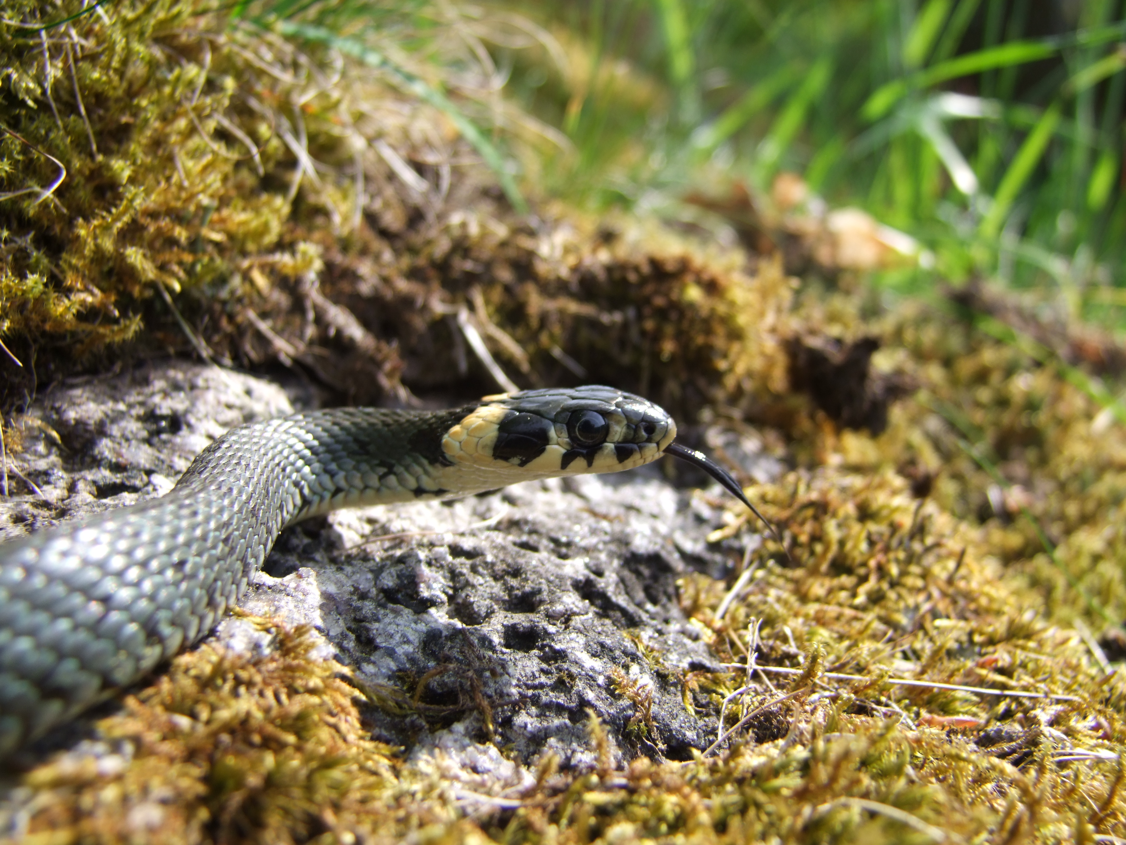 Snok. Fotograf: Simon Kärvemo