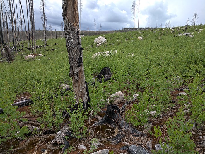 Growing green in a field where there has been a forest fire. Photo.