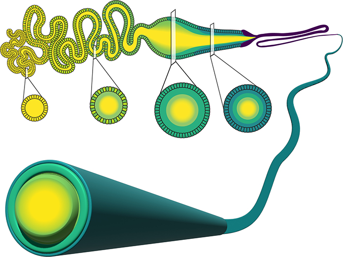 Schematisk bild av brospindelns spinnkörtel