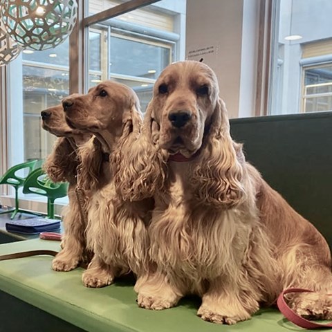 Photo of English cocker spaniel dogs