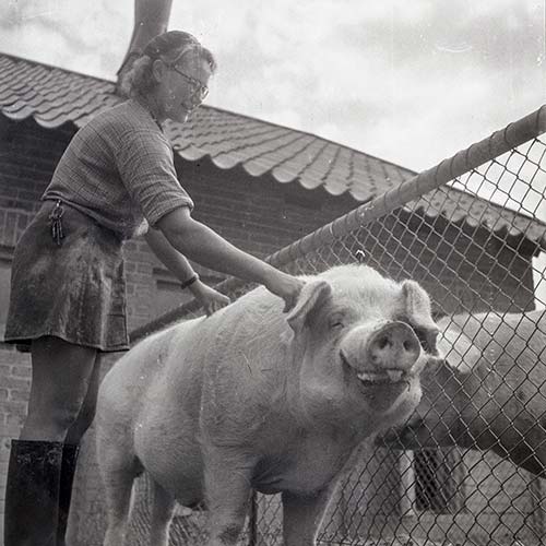 Svinskötare på Ultuna 1944, foto.