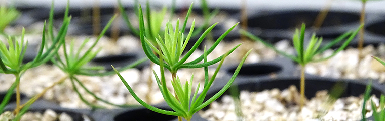 Grön ung granplanta på vitt substrat