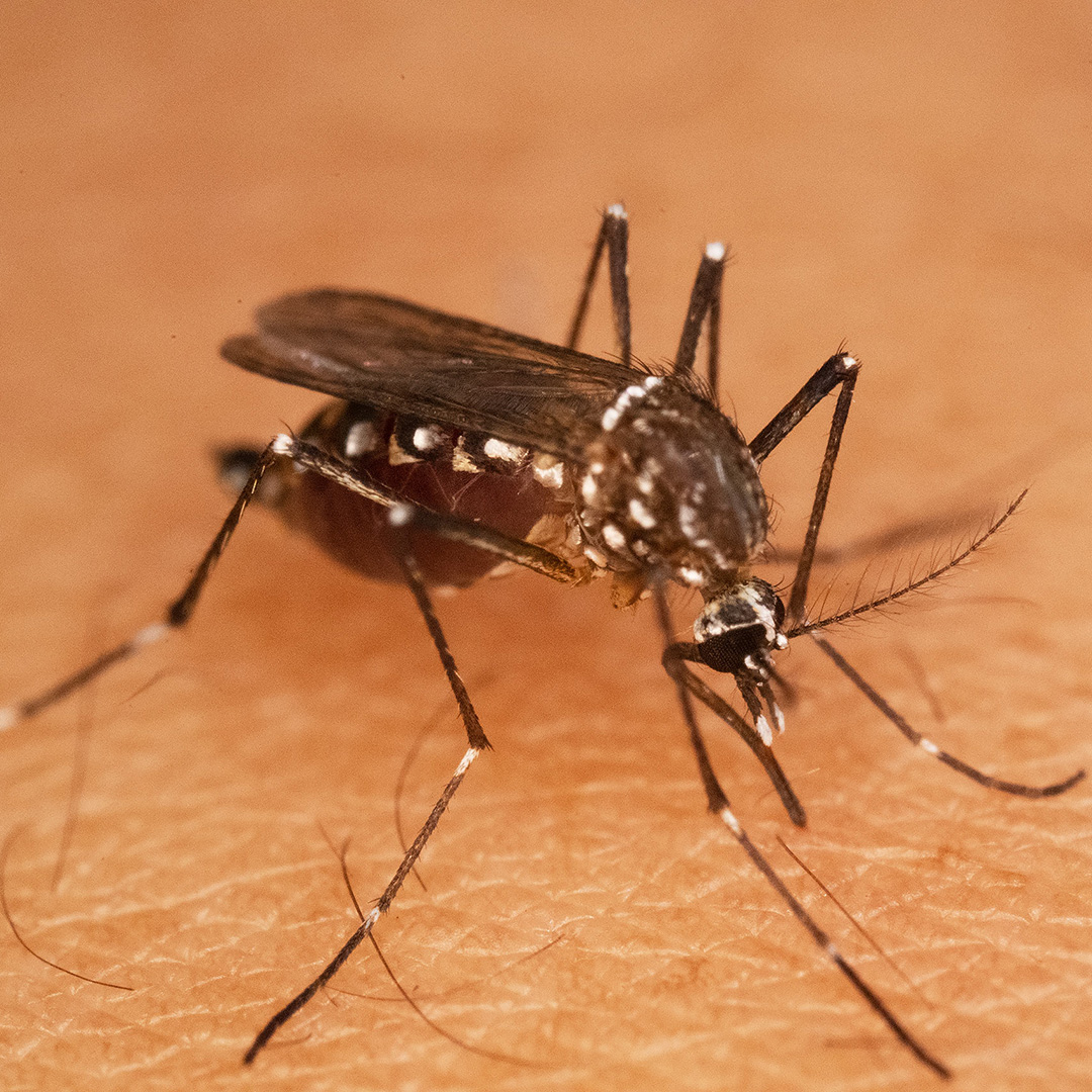 Mygga på hud. Foto.