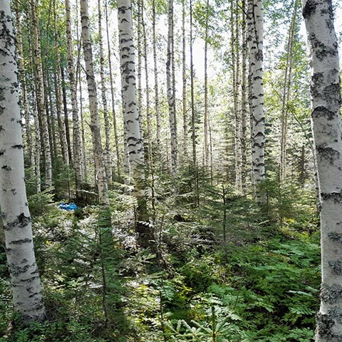 Foto på skog med björk och gran