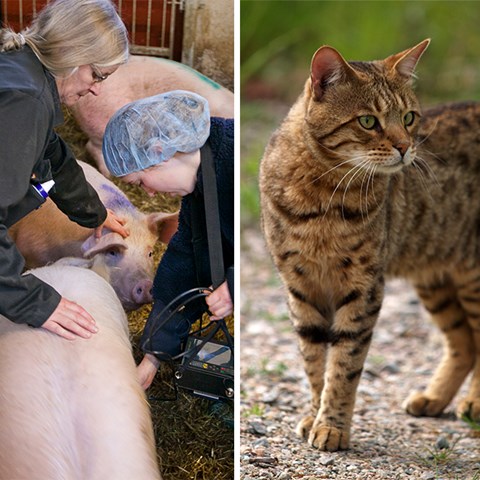 Grisar och katt