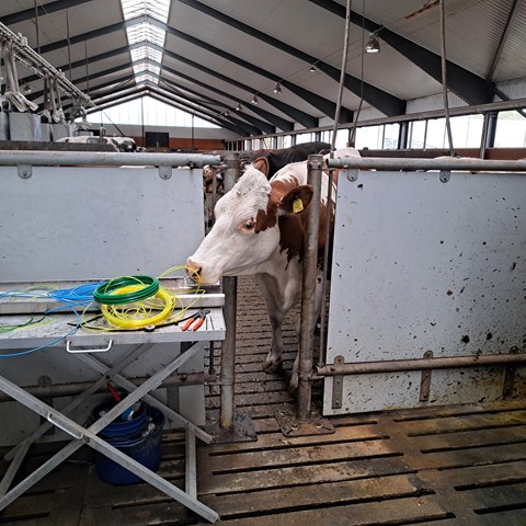 Ko sniffar på utrustning