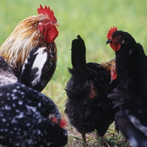 Höns på dåvarande Ekhaga försöksgård vid SLU.