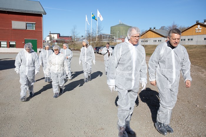 En grupp människor i vita skyddsdräkter går över en solbelyst gårdsplan på en lantbruksfastighet. 