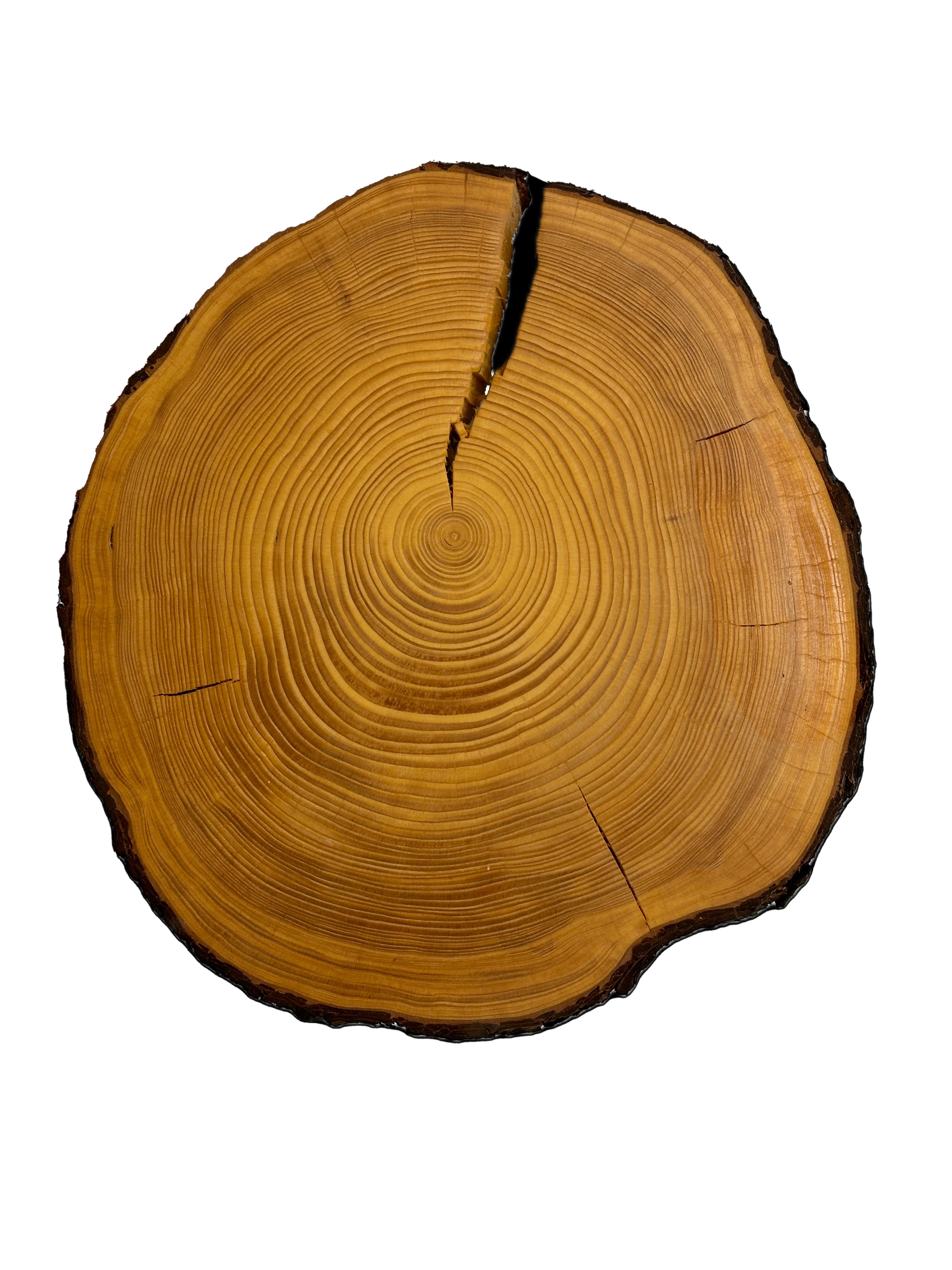 Cross section of a tree stem showing the tree rings, the background is white