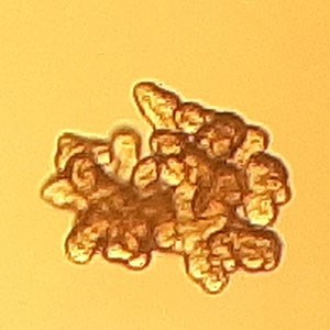 An organoid, photo.