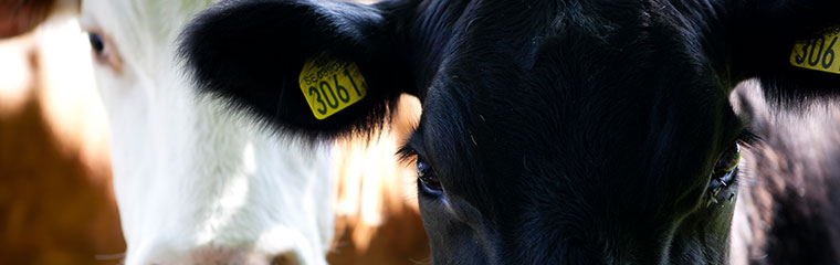 The head of two cows, one black and one lighter, photo.