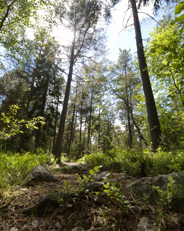 Foto av skog taget från marken upp mot trädtoppar och blå himmel.